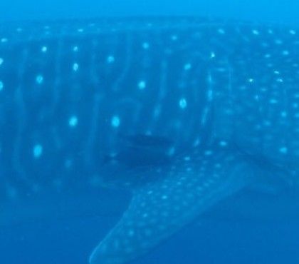 82084b62-c860-4c02-aa96-7c340cad0d85