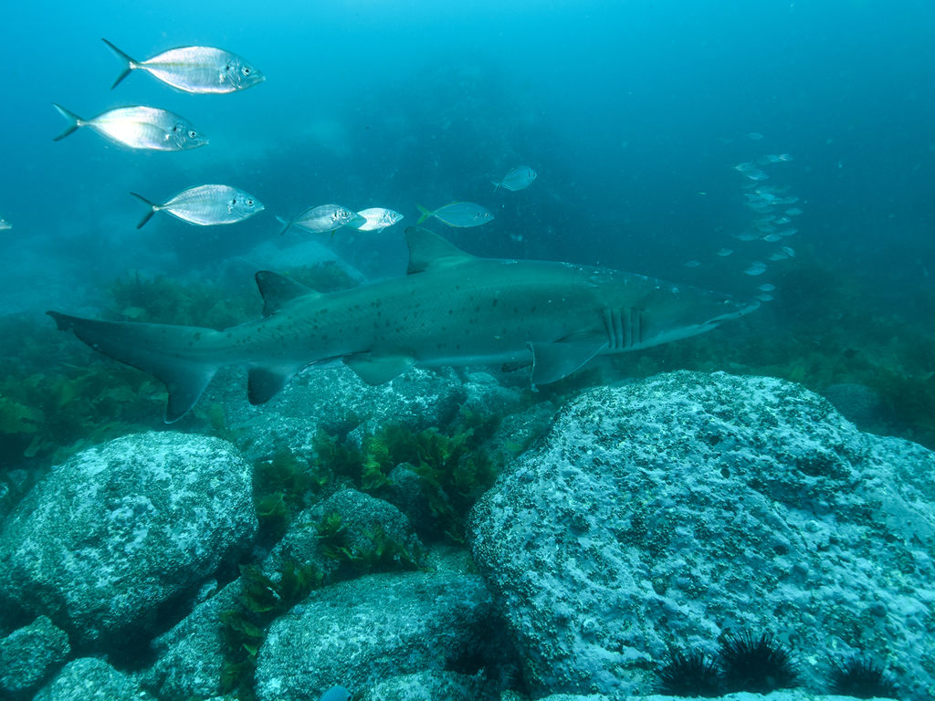 b11f4a86-aa7a-41dd-b275-df53857da2f1