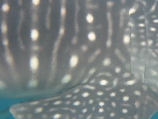 4647f531-08b9-4e1f-97ea-73da8eab5030