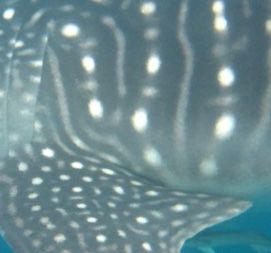 4647f531-08b9-4e1f-97ea-73da8eab5030