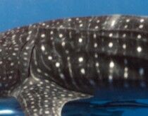 733b397e-ab31-46c3-9399-b53eceb0b7d5