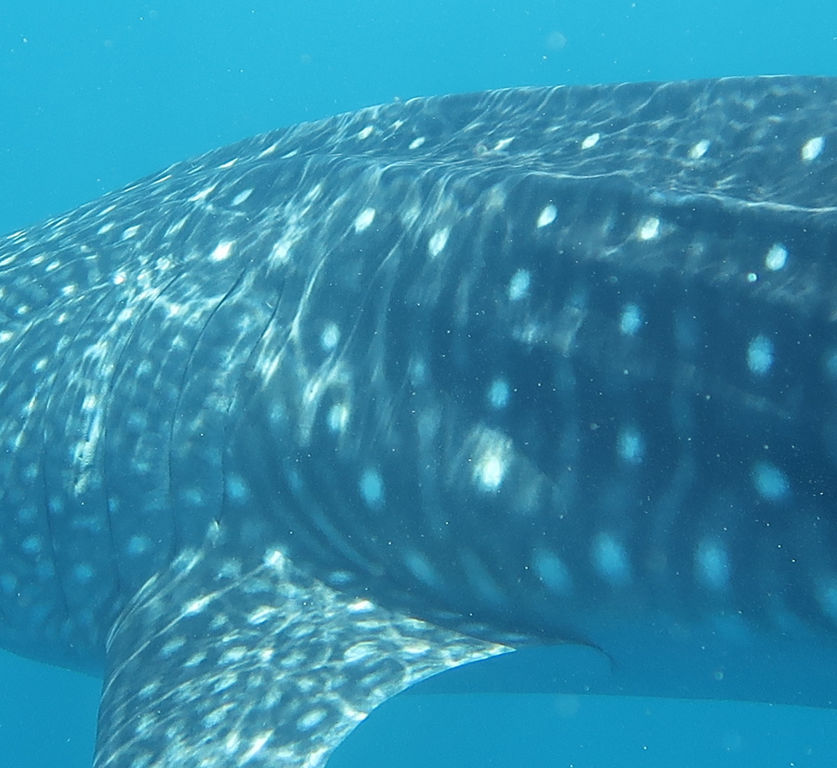 572bde17-eecc-4822-9594-b314f6a8f984