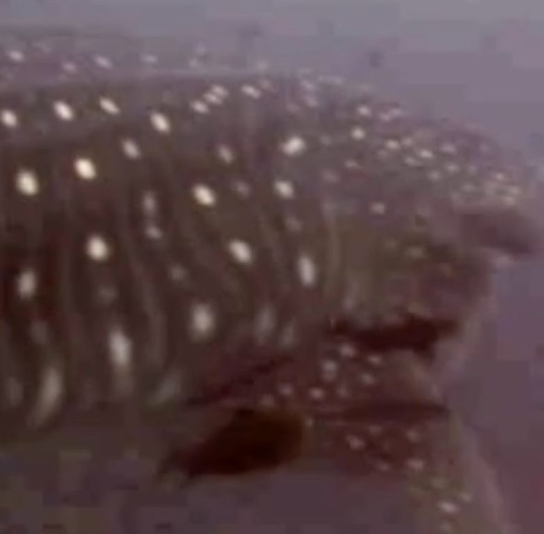 f75897dd-4c89-4638-b8f4-053bd97a994c