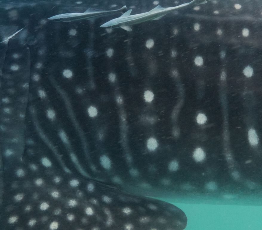 130931d7-f2ee-476a-9f64-45f2a90c853e