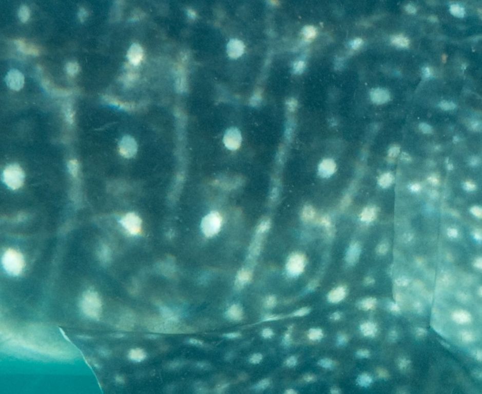 130931d7-f2ee-476a-9f64-45f2a90c853e