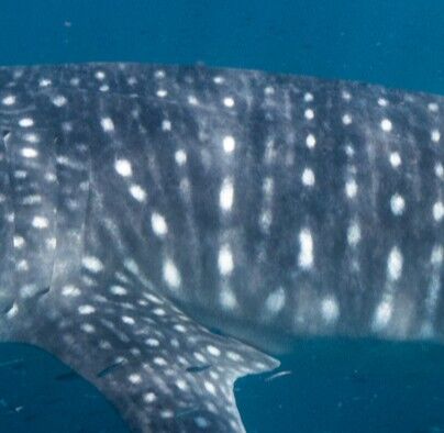 c4e92c13-5d74-458b-8461-7d197081aee2