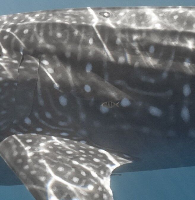 291a2b5c-9779-4626-aa8b-99f72f165546