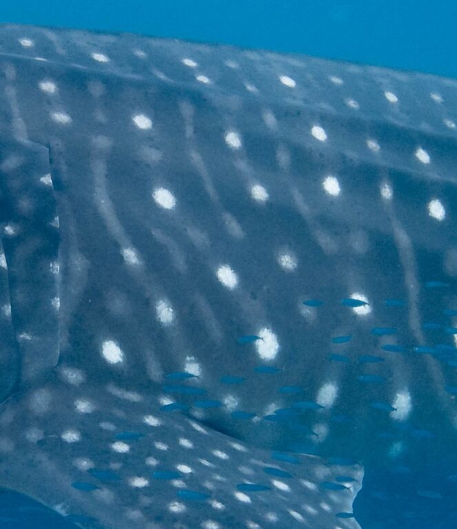 95bd4f65-94eb-4d04-892c-e04266a92c5c