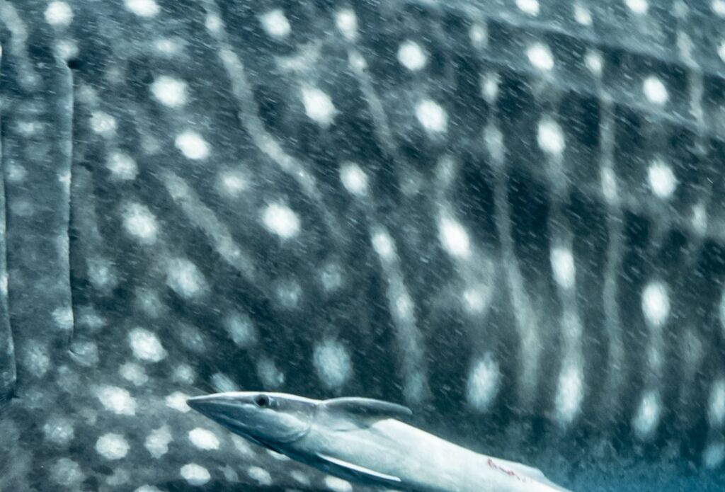 19148f02-d017-404e-825f-80fbd16c68d7