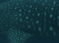 629e6788-3f9a-4da7-bc8b-d1ccac998f3f