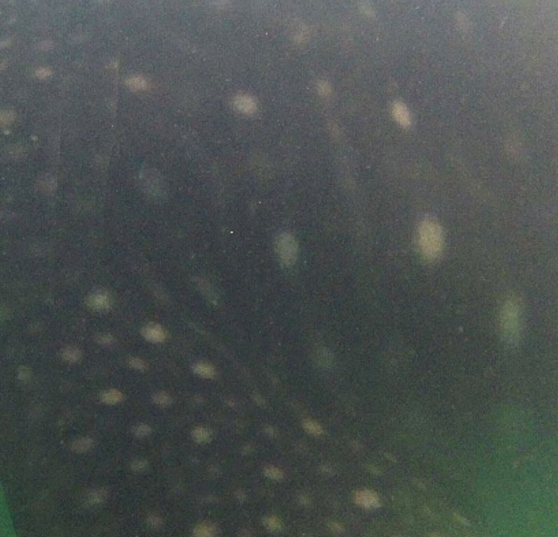 92a7032f-d5ff-417a-b636-eff2269ca67a