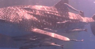 0b330853-5abe-4419-8129-8efaf9762fe6