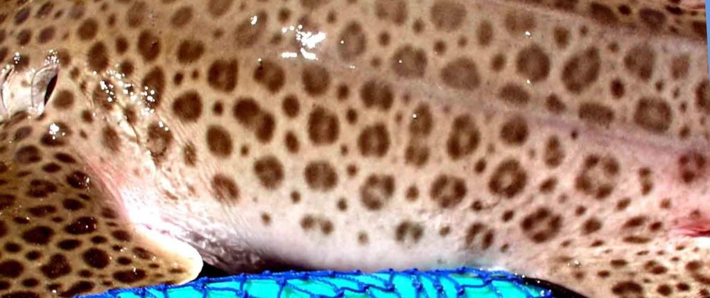 6fec3b51-1b88-4c8b-84f7-19bd193d672d