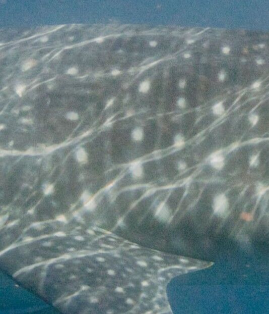 4621c191-e9c7-4570-92a4-b99375645975