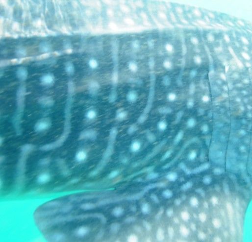 6aaa9948-cb4f-43f0-9781-8c4de033942b