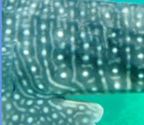 6aaa9948-cb4f-43f0-9781-8c4de033942b