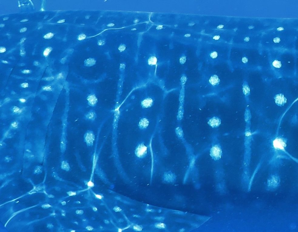 e044c855-b0a3-47f0-ba40-5effa32a5228