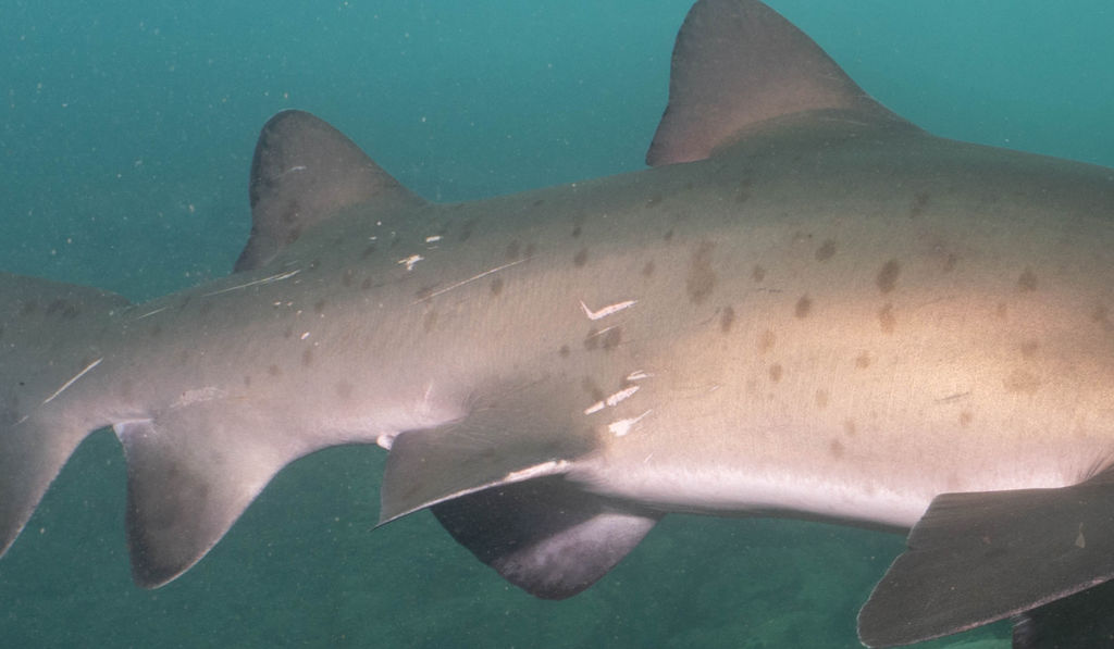 0a30063f-dce9-4585-8853-db9260967d20