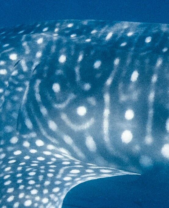 a63ef4b5-55cd-45e8-bc37-cf5533845fc6