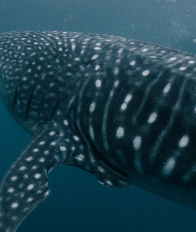 94fcb0a1-242f-44fa-b5cb-88adc445c642