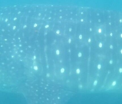 8f9eaa6a-aed7-420a-9a00-575272c88b03