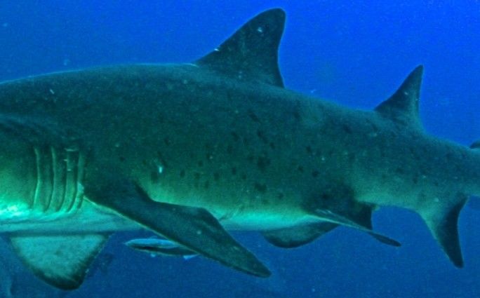 69fd7dc2-7b6f-455f-9dca-c9d8f68698e0