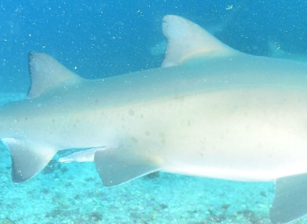 f1cfff6d-9f38-44a6-93bb-46a9a86fe26f