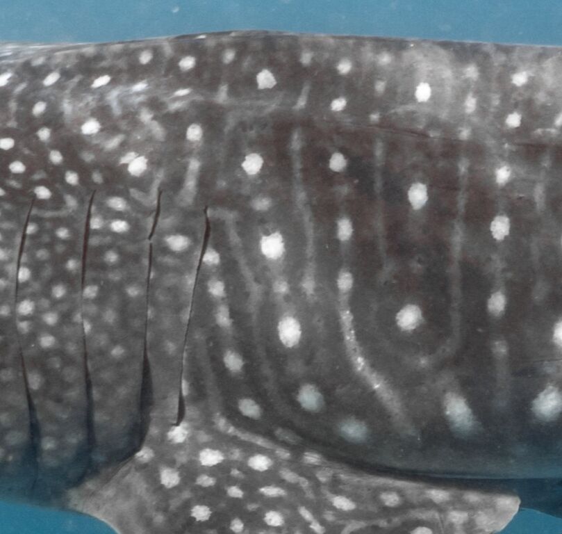 19af9aa0-b077-4aba-a713-a28a76e22a18