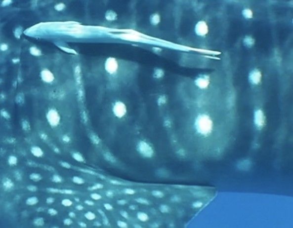 2115f60b-8d12-4d5e-bb3e-8211bba14840