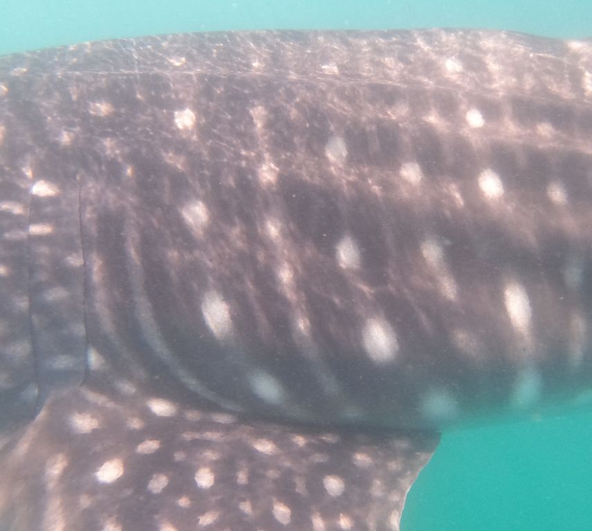 9370309c-32d4-4097-8175-c84f4c5de41c