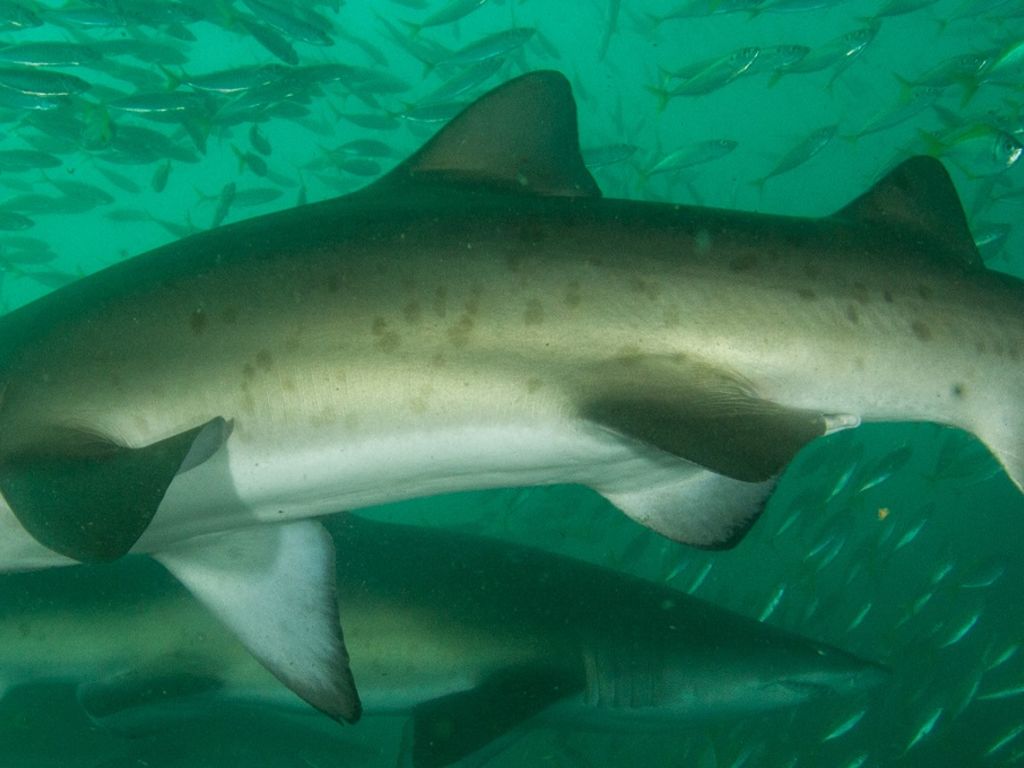 c601e735-aa86-4032-b066-a84ac664ab2f