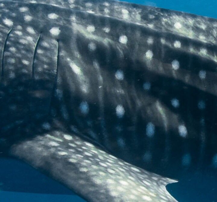 486ae258-b938-4683-ac63-dc7ad34fbf81