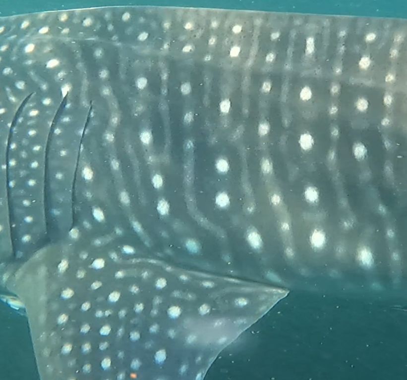 e7b6b02d-97e8-4a98-baa8-ef1b735fb8f2