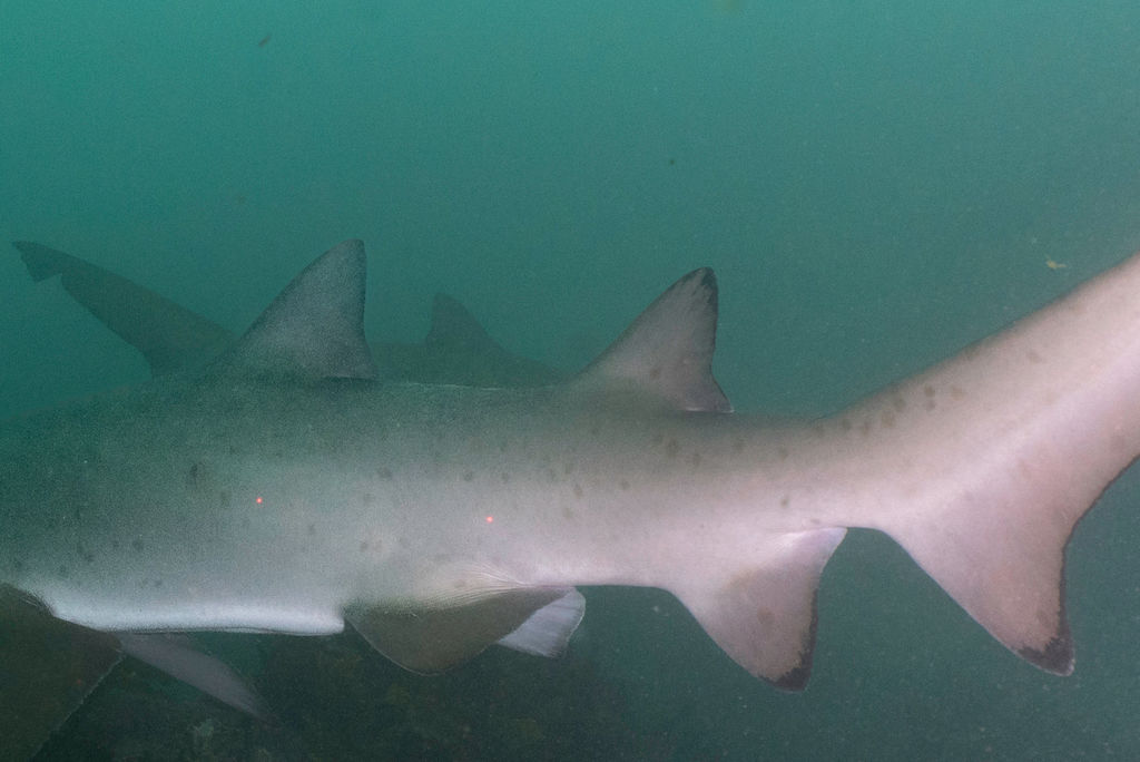 1786f04e-901b-4dcb-90a0-fba782d5de38