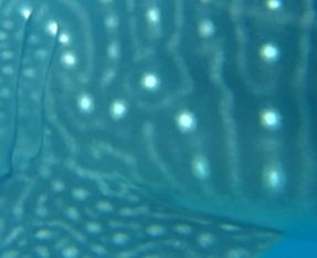 30b00941-f1c4-45bd-897f-8302580178ff