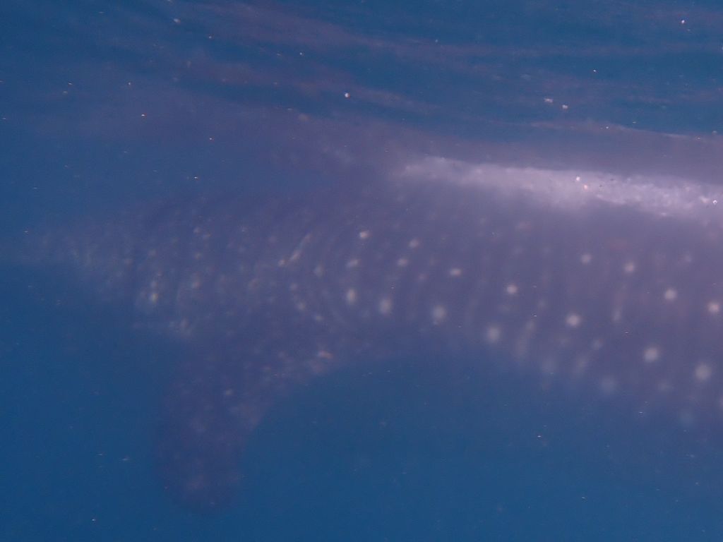 27ead0a8-d66e-41f0-b689-68542bb3db14