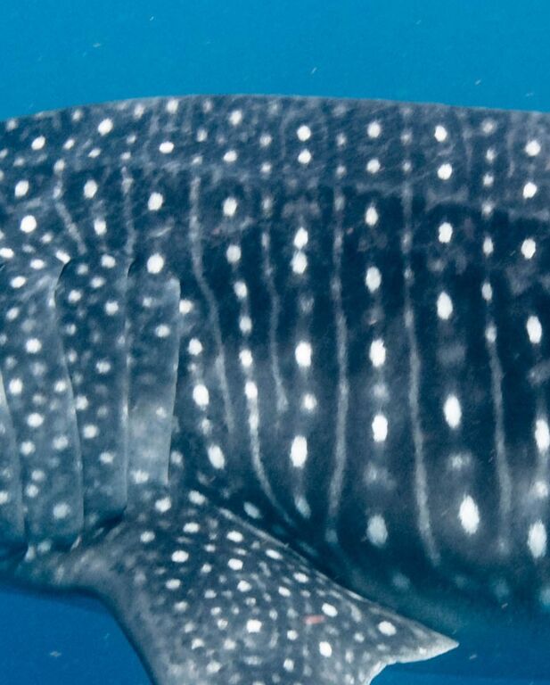 0621c6fc-2f4d-464f-a990-9917d58cf27e