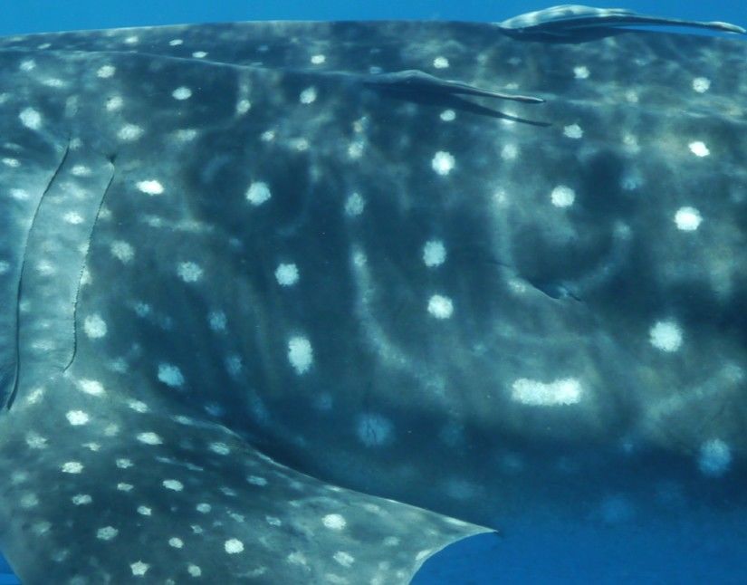 bdb782fa-5a80-4500-be60-e1148d504a2a