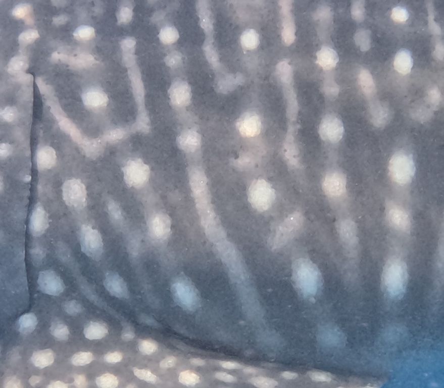 31d14395-71ac-468c-80b2-f0d8d6836f4a