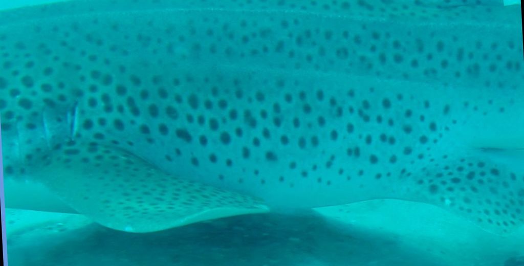 bd559ea7-6c10-4976-bde5-ff3ee66fa602