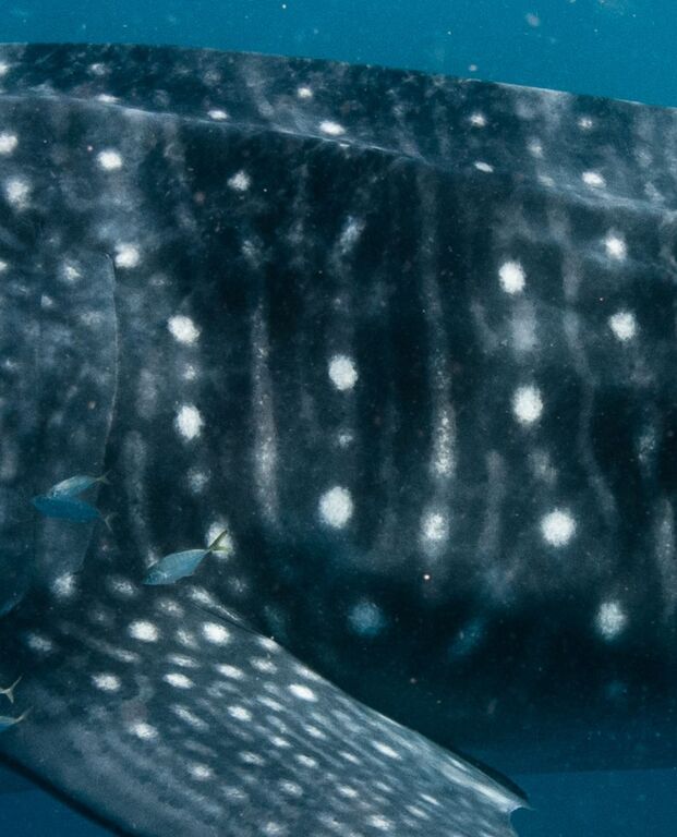 240ea5ba-2e4e-477b-b585-900b77330fad