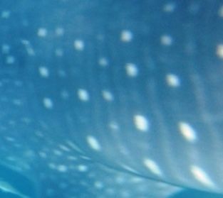 e0f5bf78-e82c-4535-ac20-4a2b03218088