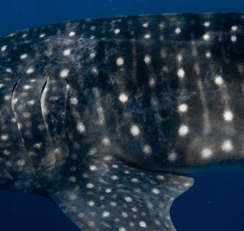 120176b1-ae4d-41d1-ad70-87ff7a4dfb56