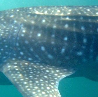 b3255545-65a2-4610-bef0-3db8f0e1b2e4