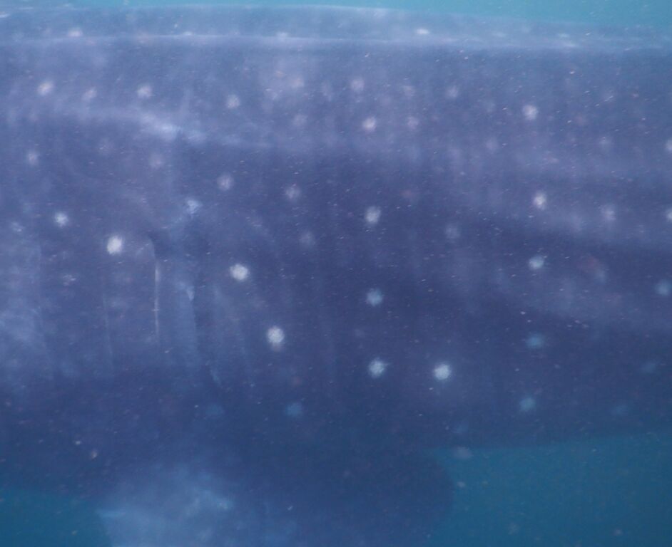 36931aba-5e75-45d2-b16c-4bc42ec0df67