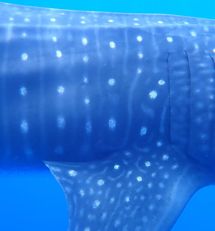 4fe0f113-7f2f-4e34-9d02-ece869443428