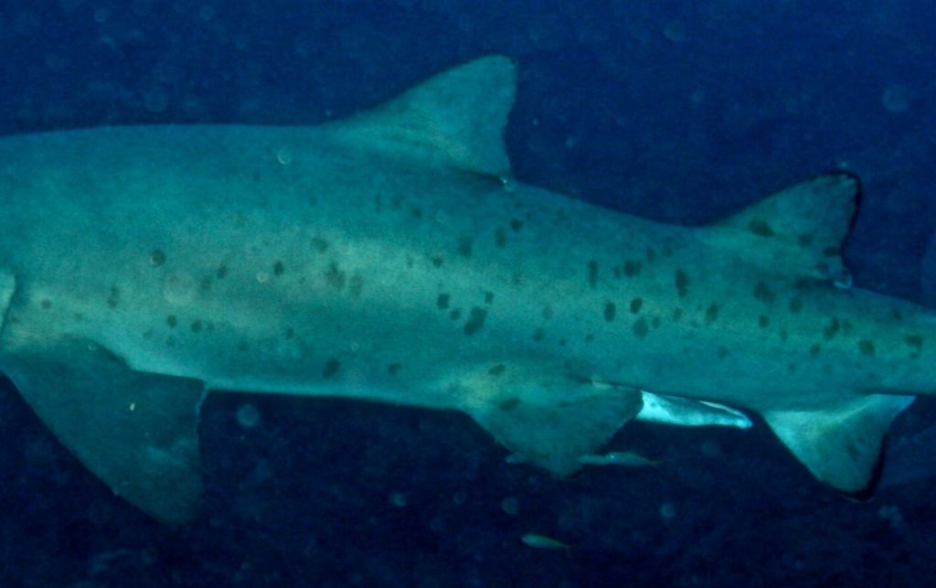 b0a409cd-f803-48f0-83c7-ecb1e3f9c10f