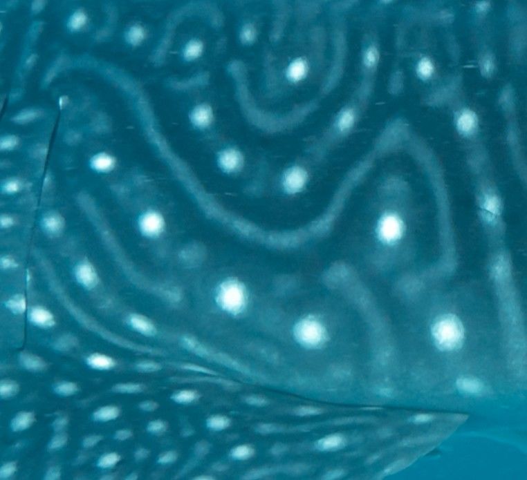 00d37770-c437-40d9-8029-425203a977ba