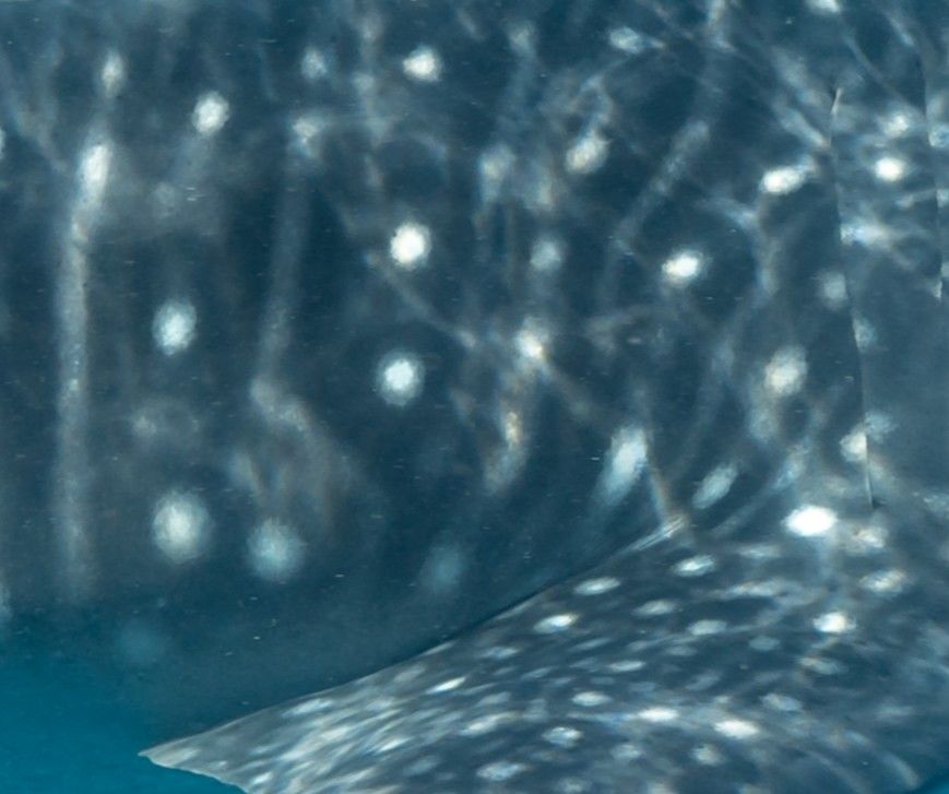 00d37770-c437-40d9-8029-425203a977ba