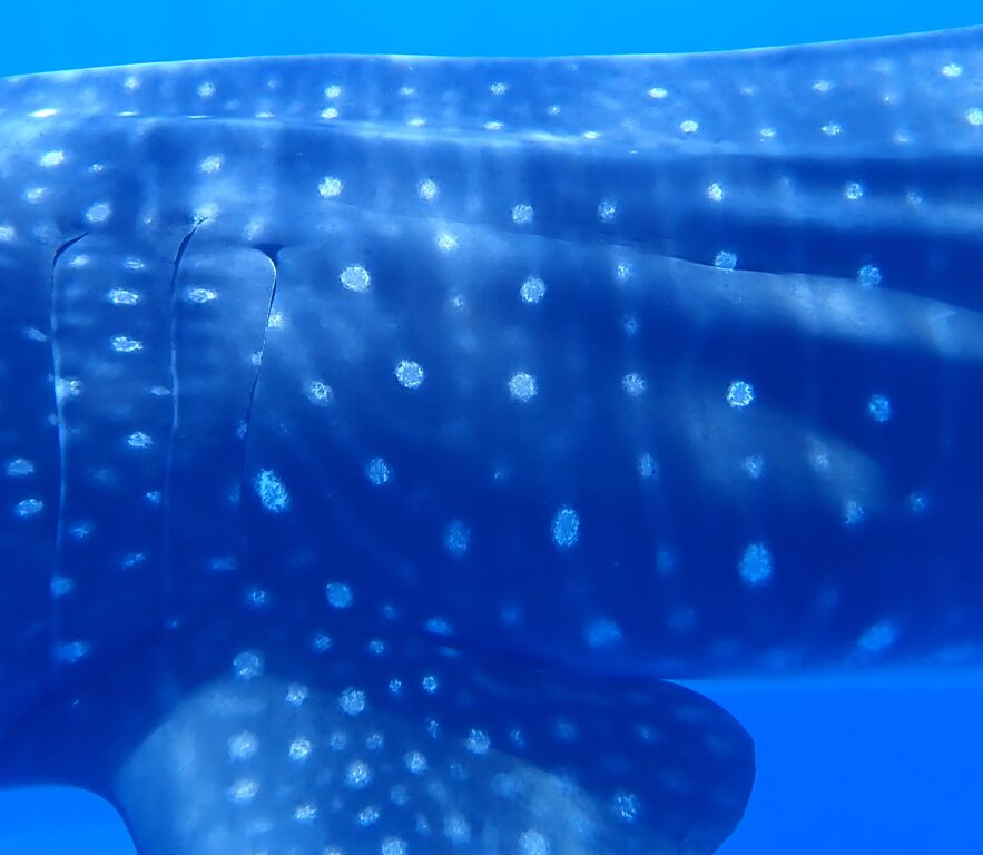 c2fa8611-e5df-4da1-b6c8-f2e14643a096